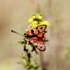 Zygaena fausta